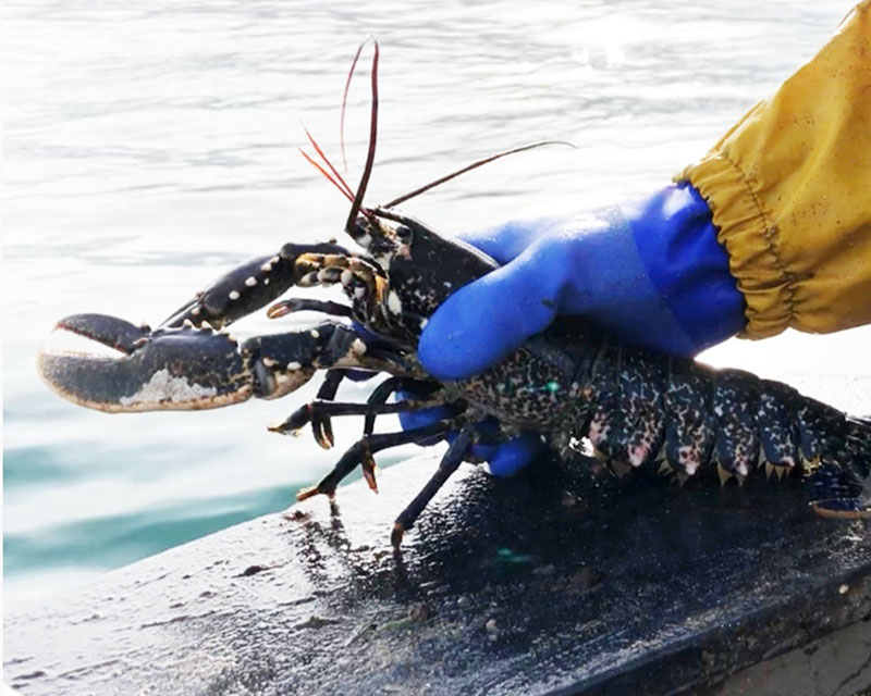 live lobsters delivered in uk