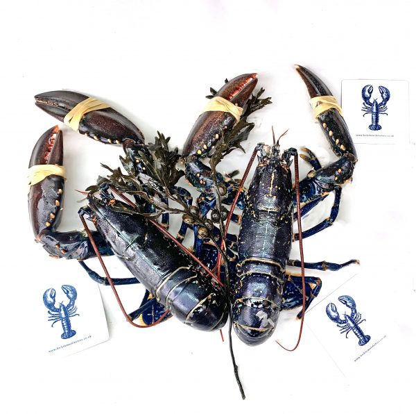 Live Lobsters Large (av 900gms)